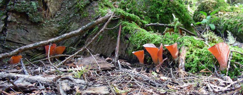 Phlogiotis helvelloides growing on the base of a tree.